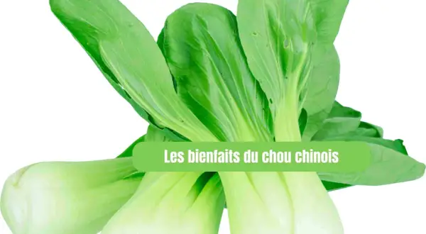 Un bouquet de chou chinois frais, aux feuilles vertes vives et aux tiges blanches croquantes, prêt à être cuisiné.
