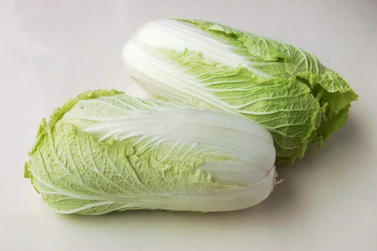 Deux choux chinois frais, aux feuilles vertes et blanches, prêts à être cuisinés.