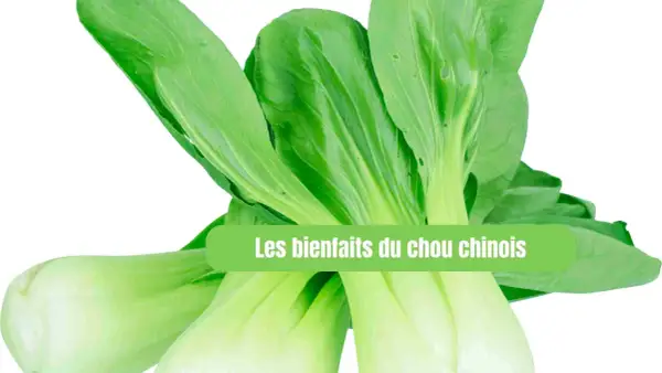 Un bouquet de chou chinois frais, aux feuilles vertes vives et aux tiges blanches croquantes, prêt à être cuisiné.